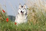 SIBERIAN HUSKY 101